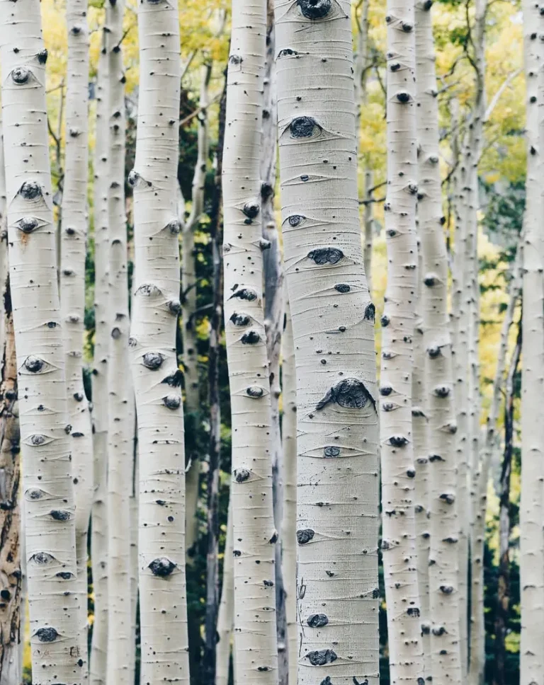 Birch 1 birch