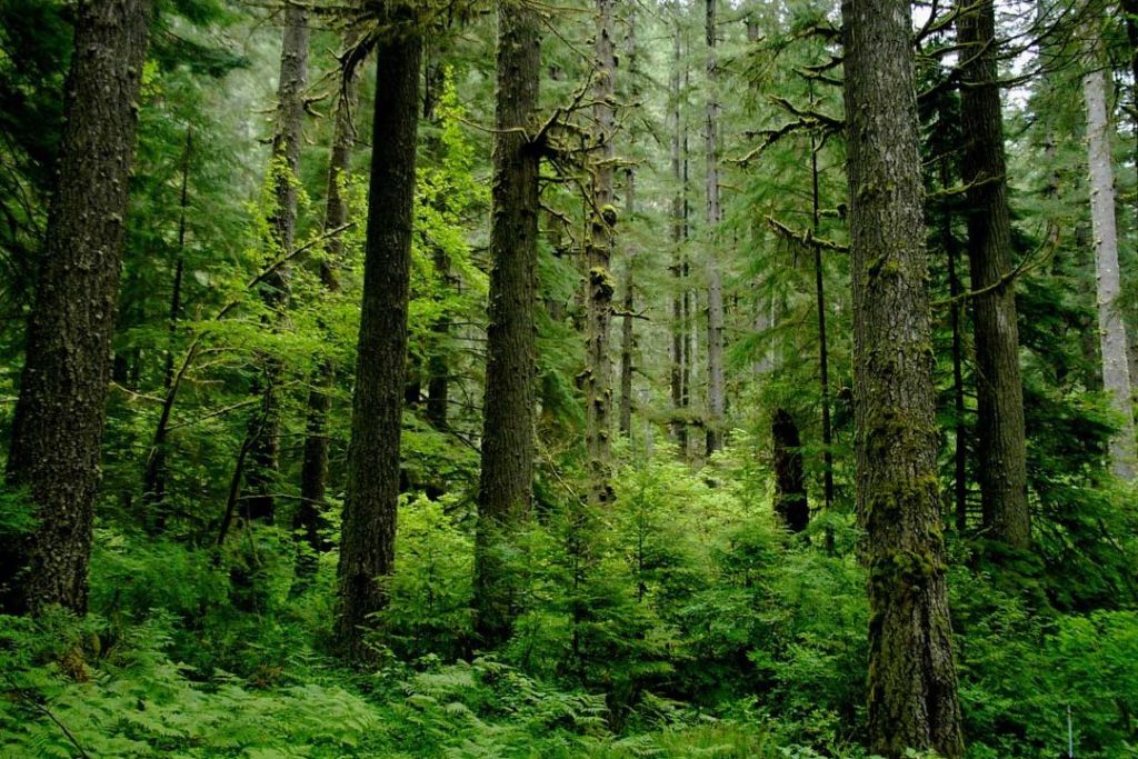 FOREST 1 forest