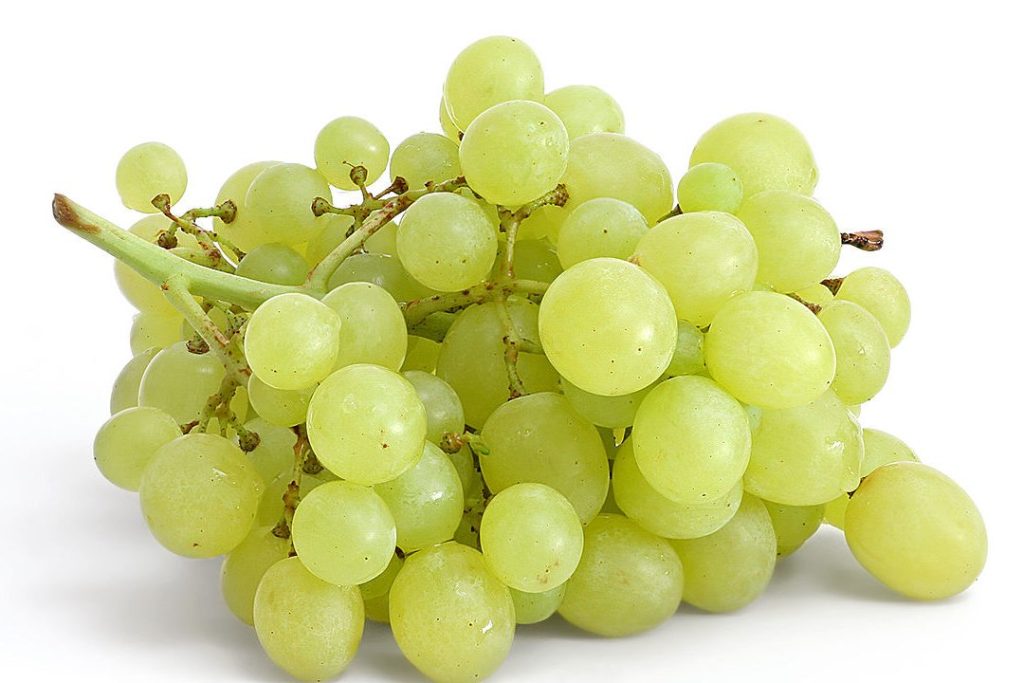 Vinograd 1 vinograd