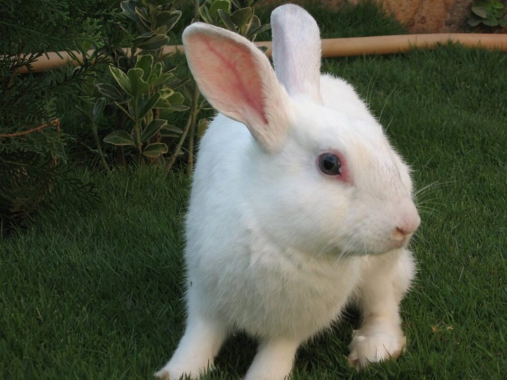 White Rabbit 1 white rabbit