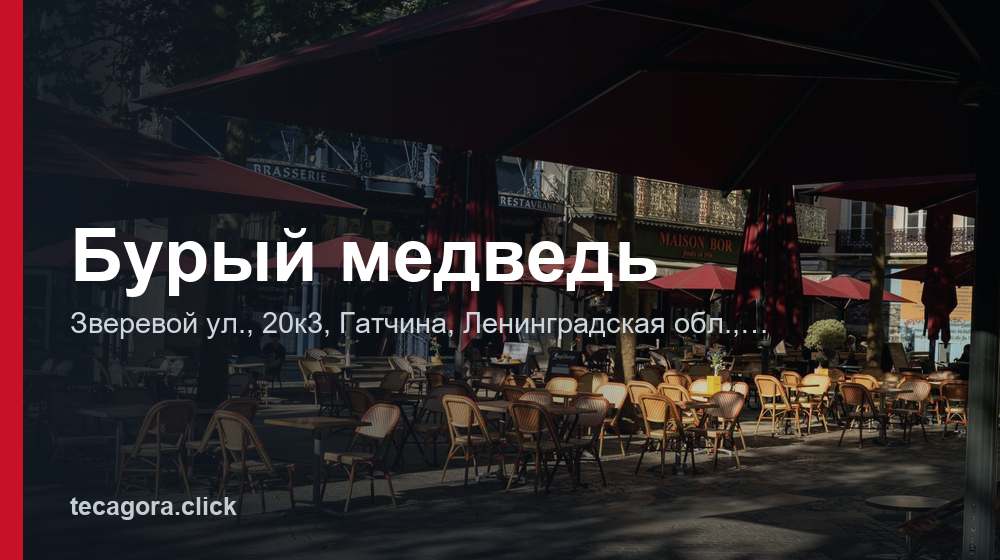 Бурый медведь 1 tg buryy medved gatchina